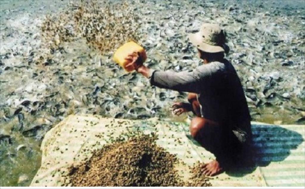 Bột nhuyễn thể trong thức ăn nuôi trồng thủy sản cải thiện hiệu suất sinh sản của cá 