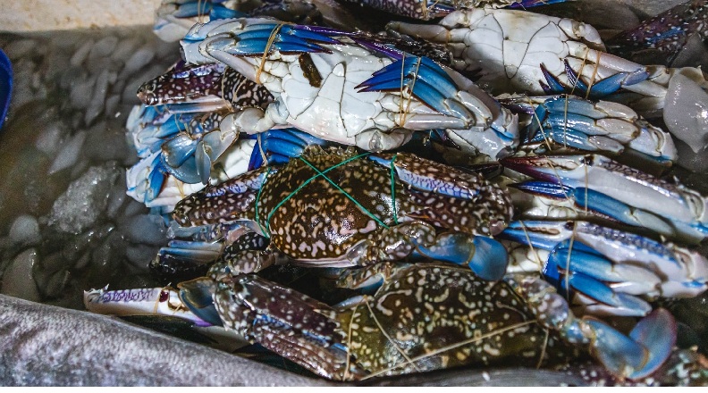 Mỹ Nhập khẩu ghẹ tăng, giá ổn định 