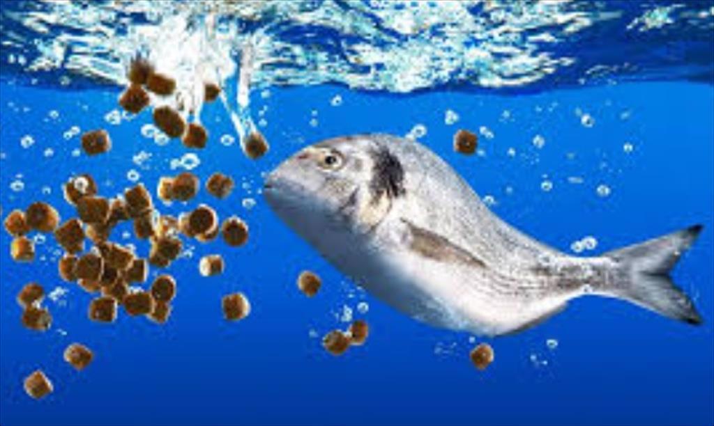 Công ty protein côn trùng Ý định xây  nhà máy 40.000 tấn ở Na Uy vào năm 2027