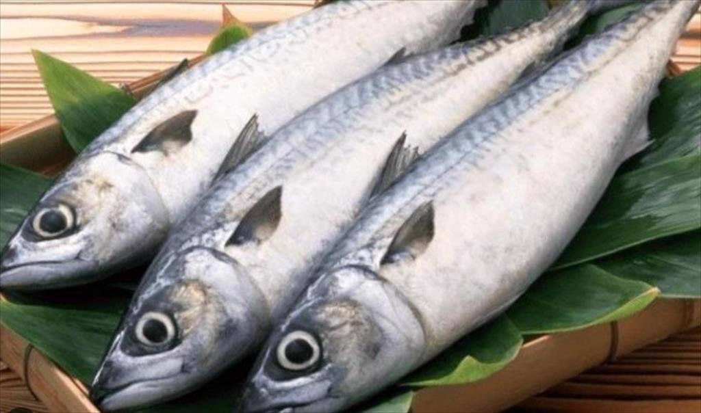 Nhập khẩu cá thu đông lạnh vào Hàn Quốc giảm 16% trong tháng 32024