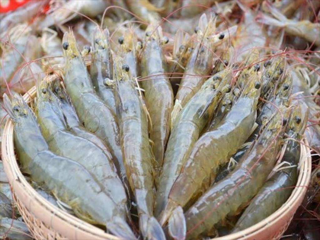 Vietnam raw shrimp output and prices increased