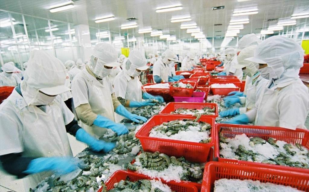Vietnam shrimp enterprises strive to overcome the waves