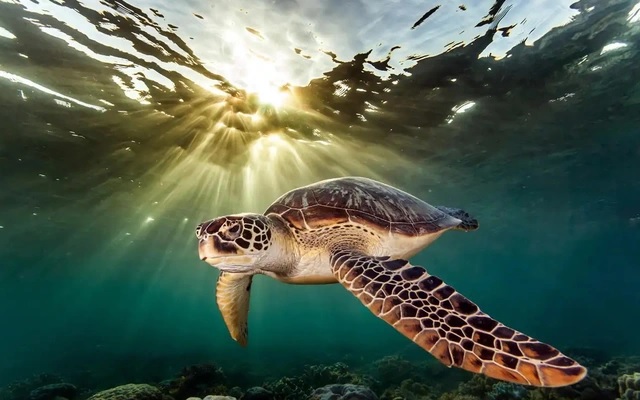 EU chi 3,7 tỷ USD cho Quỹ bảo vệ đại dương