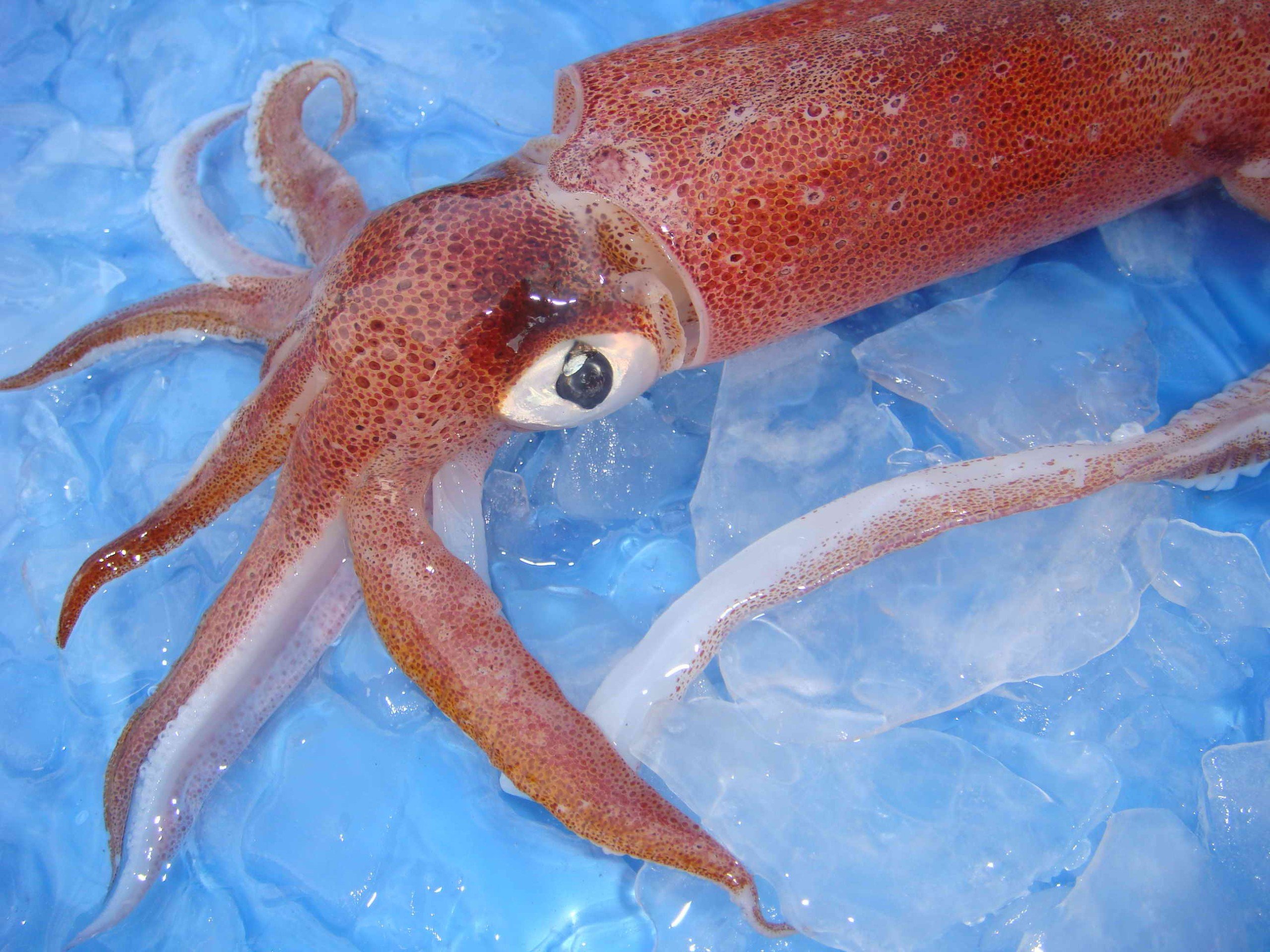 Xuất khẩu mực, bạch tuộc sang Trung Quốc Giá mực giảm, giá bạch tuộc tăng