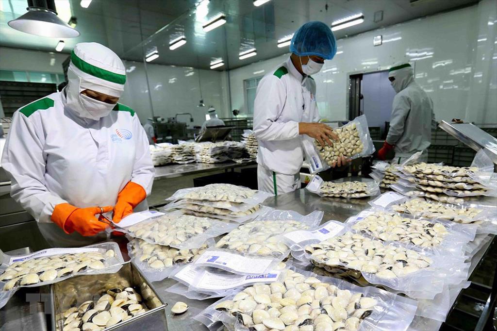 Infographic Xuất khẩu nhuyễn thể có vỏ của Việt Nam 3 tháng đầu năm 2024