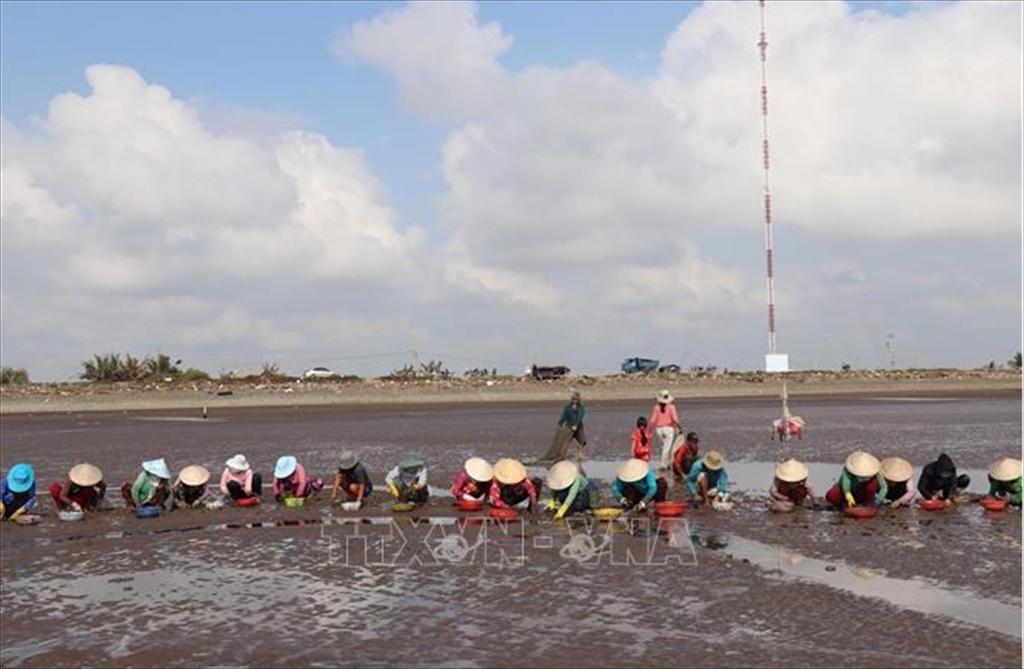 Nuôi nghêu cho thu từ 300-400 triệu đồngha