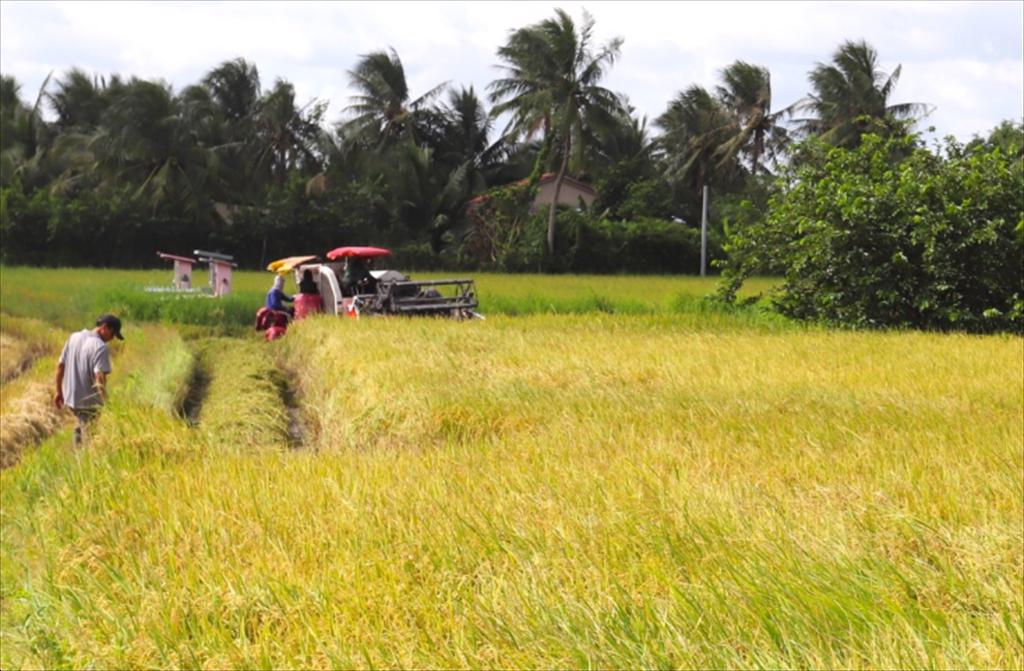 Sản xuất nông, lâm nghiệp và thủy sản tiếp tục đạt được nhiều kết quả tích cực