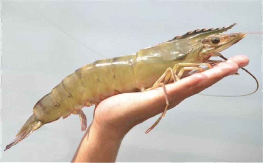 Cổ phiếu tôm bật tăng “tanh tách” sau tin Hoa Kỳ xem xét công nhận Việt Nam là kinh tế thị trường