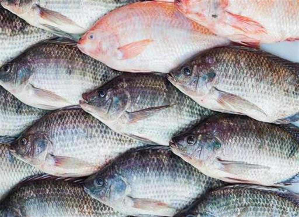 Indonesia định phát triển nuôi cá rô phi nước mặn
