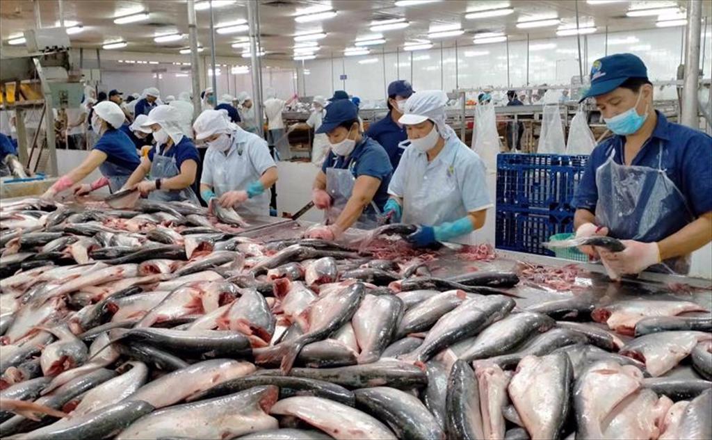 Brazil ramps up imports of Vietnamese pangasius in the first quarter of the year