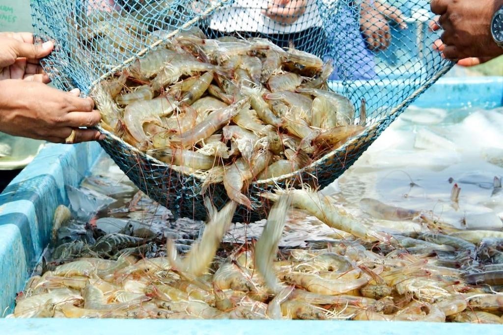 Giá trung bình nhập khẩu tôm của Mỹ chưa tăng sau 6 tháng