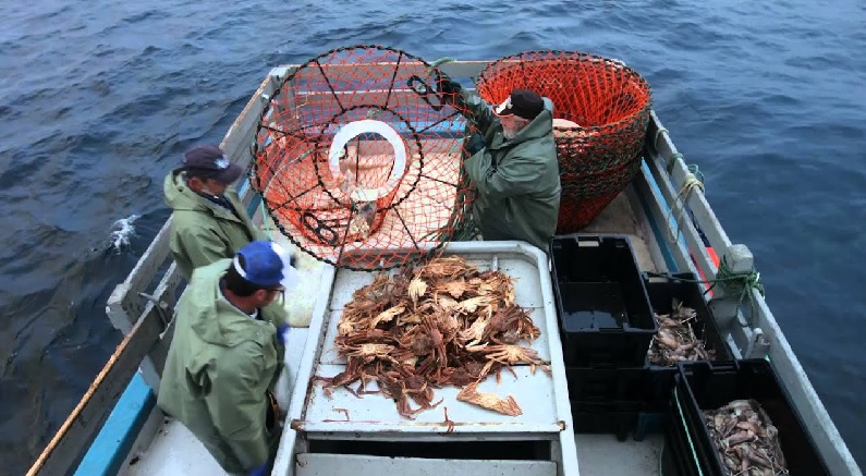 Giá bán buôn cua tuyết Newfoundland tăng 12-14% 