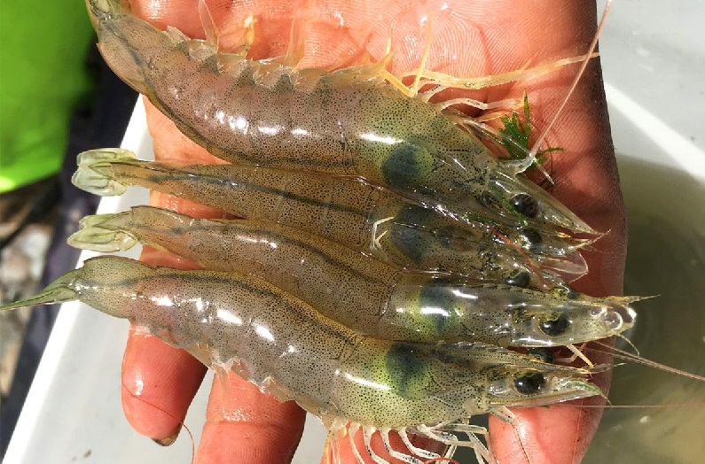 Đạm từ nấm giúp tôm nuôi tăng trưởng nhanh hơn