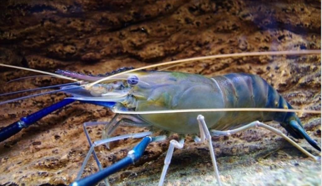 Động lực thị trường tôm càng xanh ở Trung Quốc