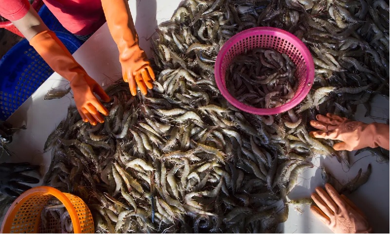 DOL Nạn lao động cưỡng bức không còn xuất hiện trong ngành tôm Thái Lan