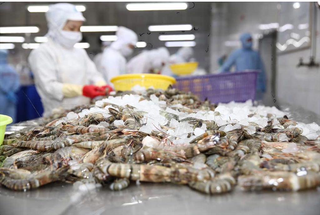 Shrimp exports in April 2024 Signs of recovery from the EU market