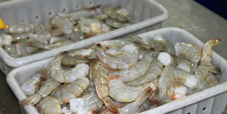 Ecuador Xuất khẩu tôm tăng trong tháng 42024 