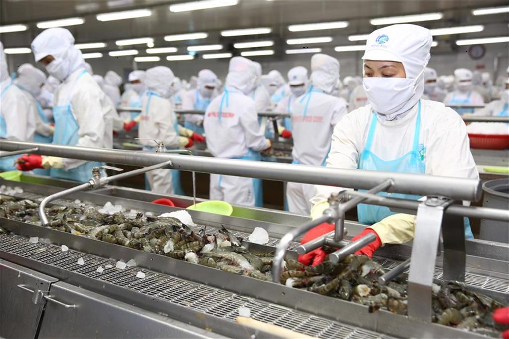 Cà Mau duyệt phương án phát triển ngành tôm, khuyến khích doanh nghiệp đầu tư