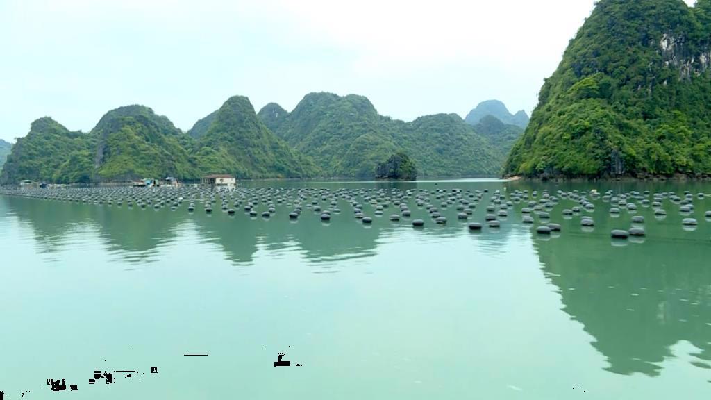 Vân Đồn Phát triển vùng nuôi trồng thuỷ sản bền vững