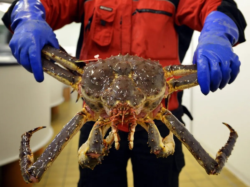 Giá cua hoàng đế Na Uy tăng cao kỷ lục