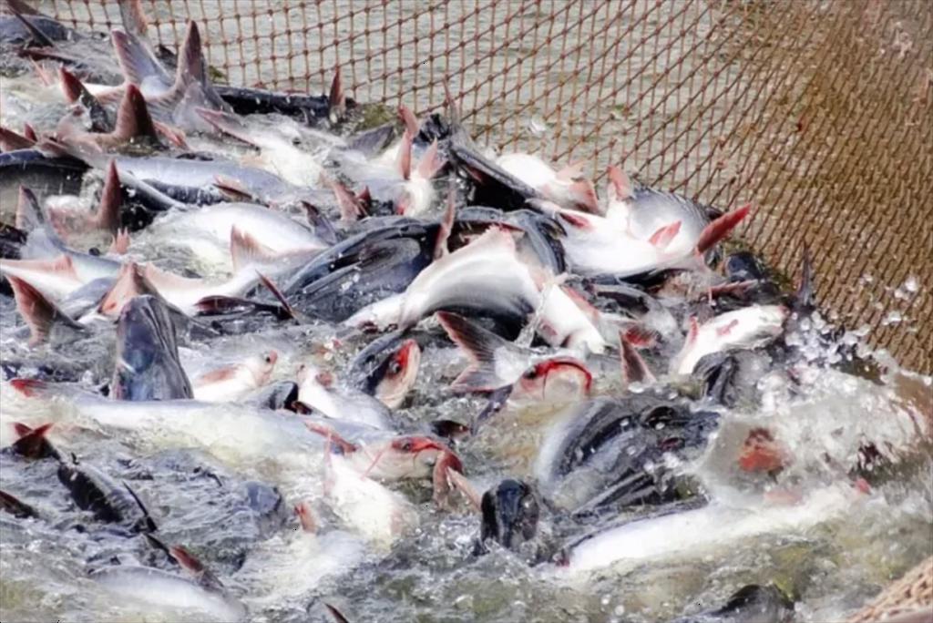 In April 2024, the US sharply increased imports of Vietnam value-added pangasius 