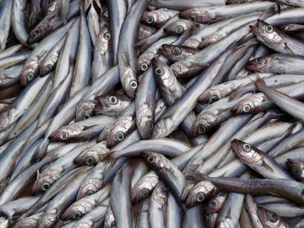 Lời kêu gọi hành động của ngành thức ăn chăn nuôi đối với cá tuyết lam