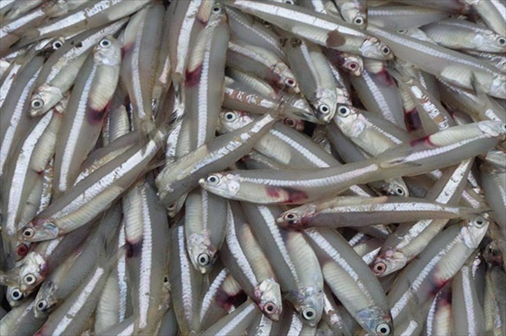 Peru Hơn một nửa hạn ngạch cá cơm vụ đầu tiên đã cập cảng
