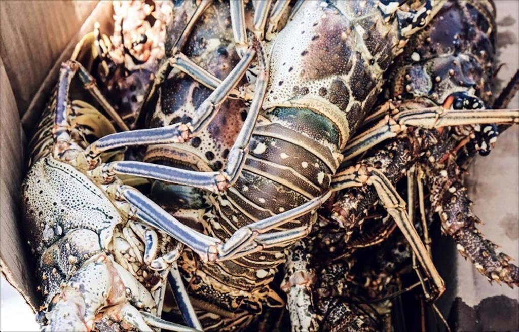 Tôm hùm Cuba có chỗ đứng ở Trung Quốc khi tôm hùm Australia tiếp tục bị cấm