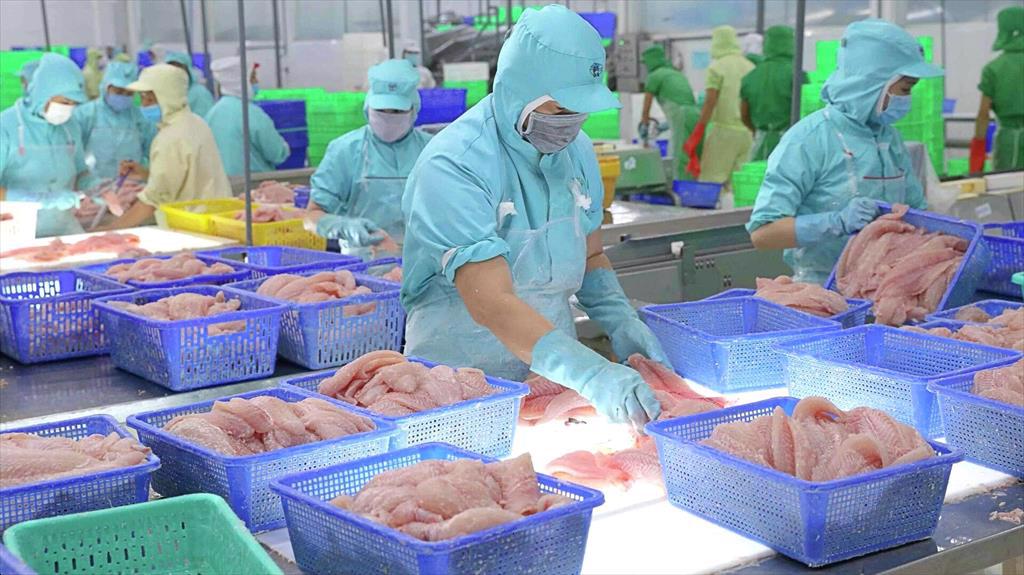 Giá cá tra đã tạo đáy, giai đoạn khó khăn nhất với Thuỷ sản Vĩnh Hoàn (VHC) đã qua