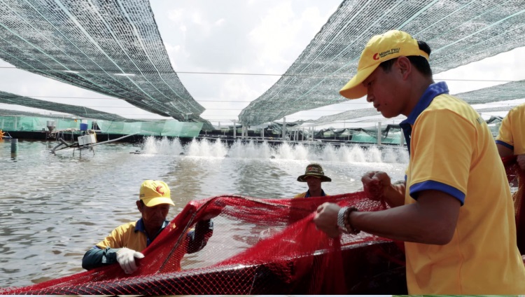 Minh Phú thay đổi công nghệ nuôi tôm  