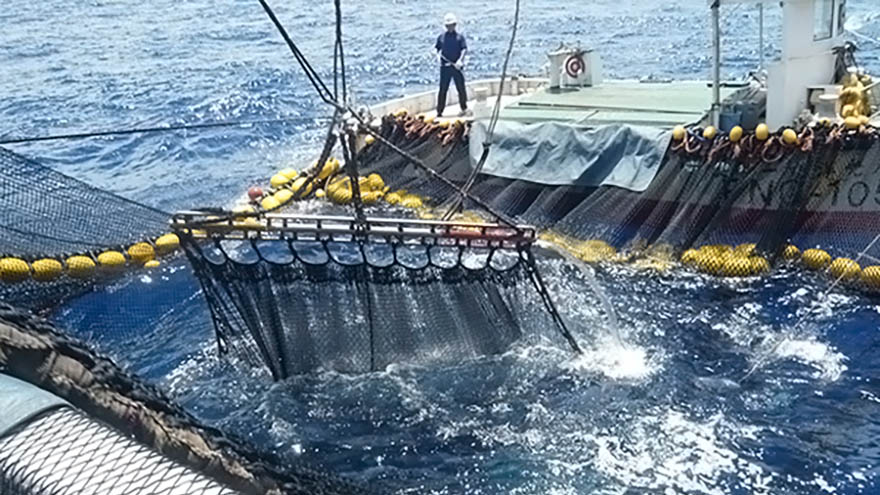 Ngư trường khai thác cá ngừ lưới vây của Nhật Bản được chứng nhận MSC 