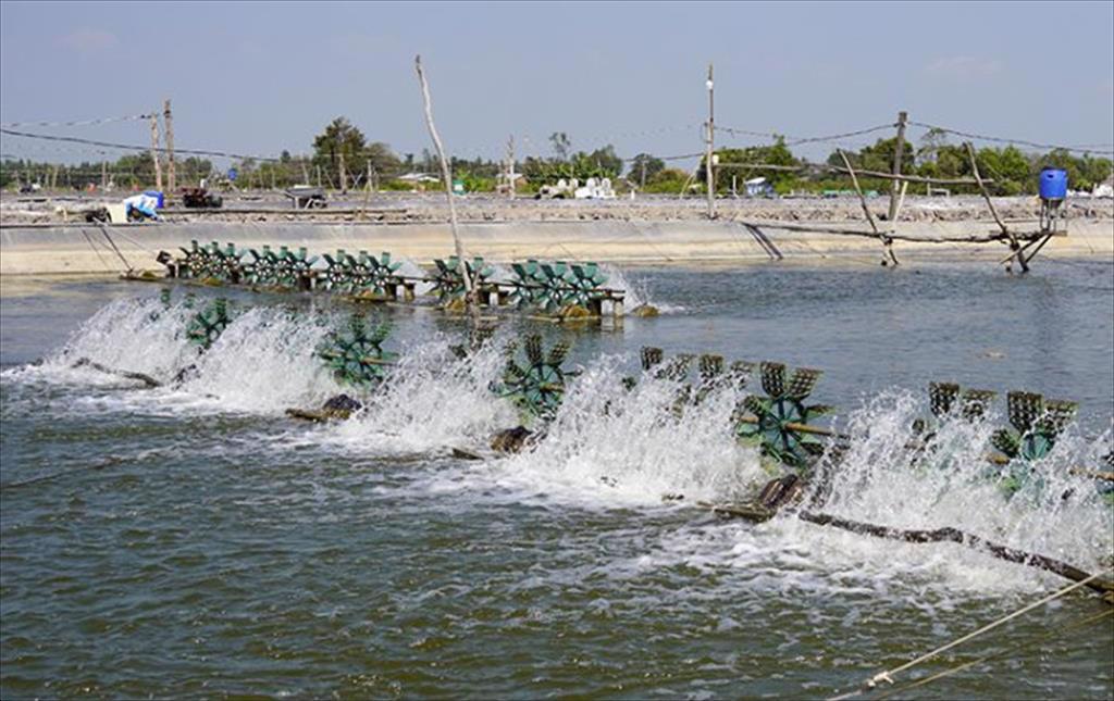 Tăng cường kiểm soát dịch bệnh tại các vùng nuôi tôm trọng điểm 