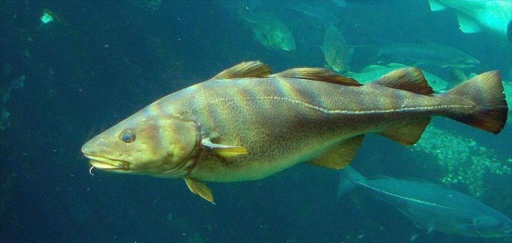 Cá tuyết Đại Tây Dương gần như bị xóa sổ ở Vịnh St. Lawrence của Canada 