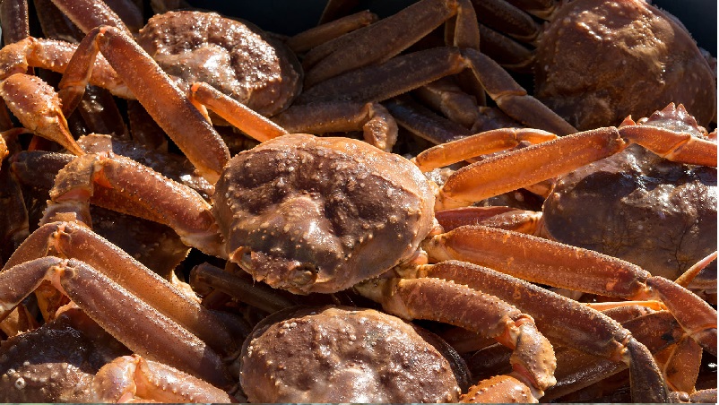 Giá cua tuyết Canada giảm 