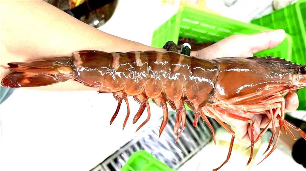 Ca Mau pours VND 20 trillion into shrimp industry boom