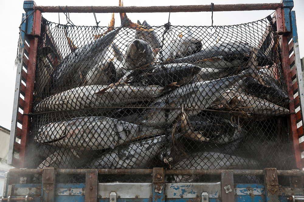 Giá cá ngừ vằn Bangkok tăng vọt trong tháng 6