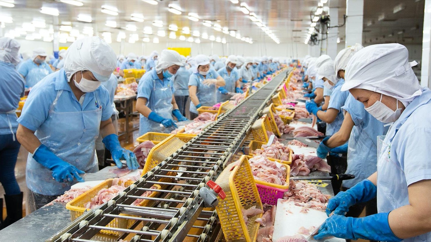 Giữ vị thế top 2 thế giới, Thủy sản Nam Việt (ANV) kỳ vọng lãi năm nay tăng gấp 8 lần