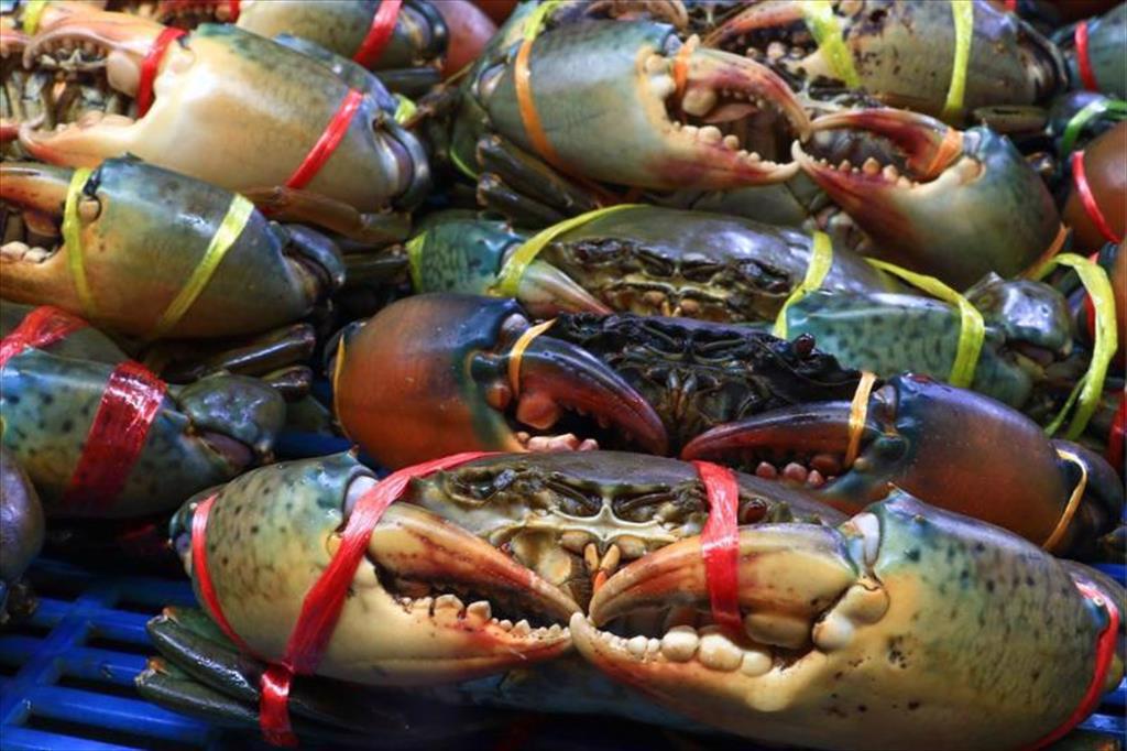 Tuna and crab exports soars in Jan-May 2024