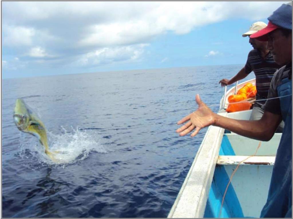 Ecuador hướng tới chứng nhận MSC cho cá nục heo cờ và cá kiếm