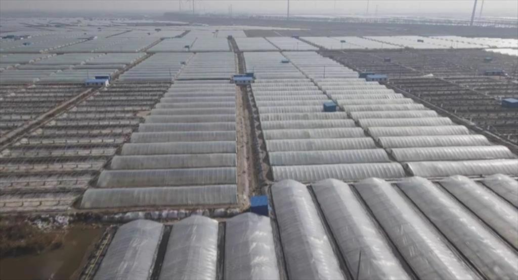 Trung Quốc Nuôi tôm nhà kính tiếp tục phát triển mạnh