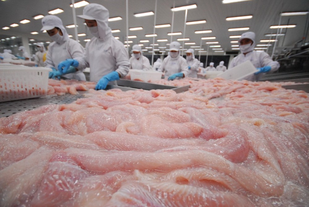 Việt Nam là nguồn cung cá thịt trắng số 1 cho Colombia trong suốt hơn 1 thập kỷ