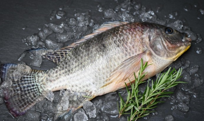 Giá cá rô phi nguyên liệu Trung Quốc tăng cao trở lại