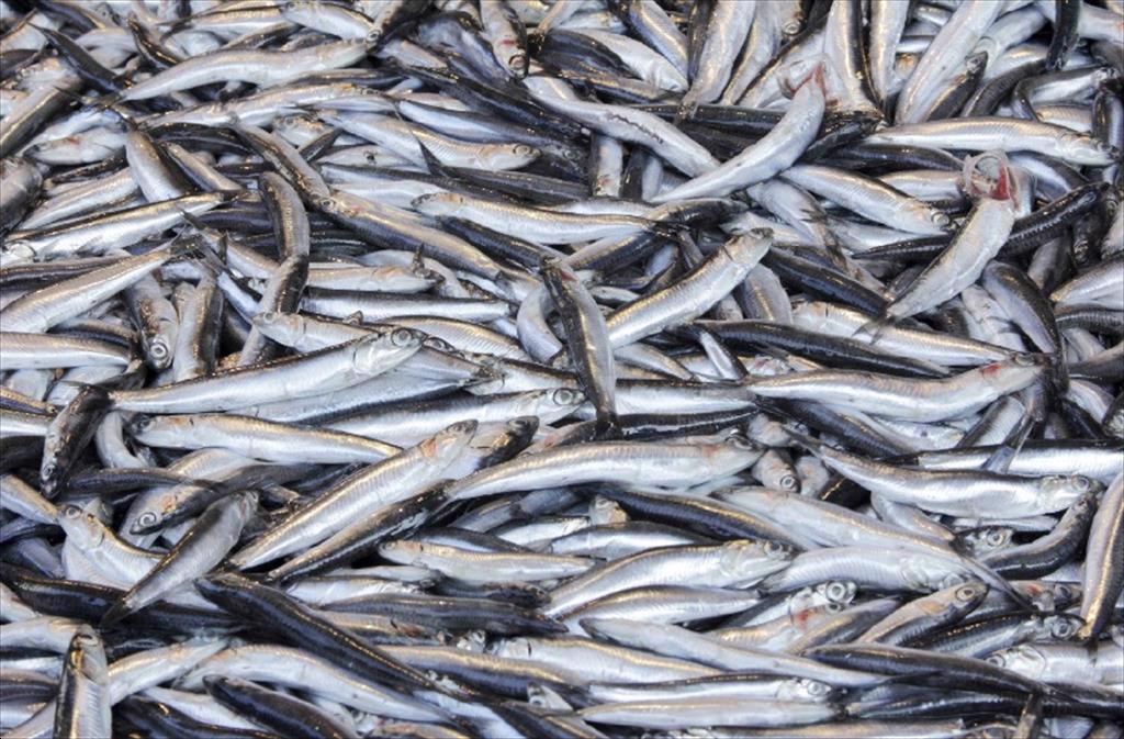 Peru Sản lượng cá cơm đạt 2 triệu tấn trong vụ khai thác đầu tiên của năm nay