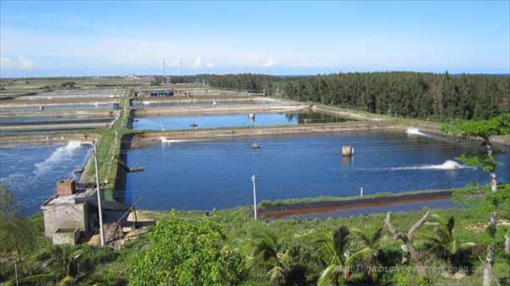 Trung Quốc Giá tôm giảm xuống dưới giá thành sản xuất 