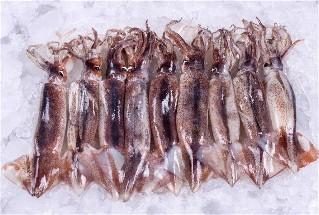 Argentina Xuất khẩu thủy sản tăng mạnh trong tháng 42024 