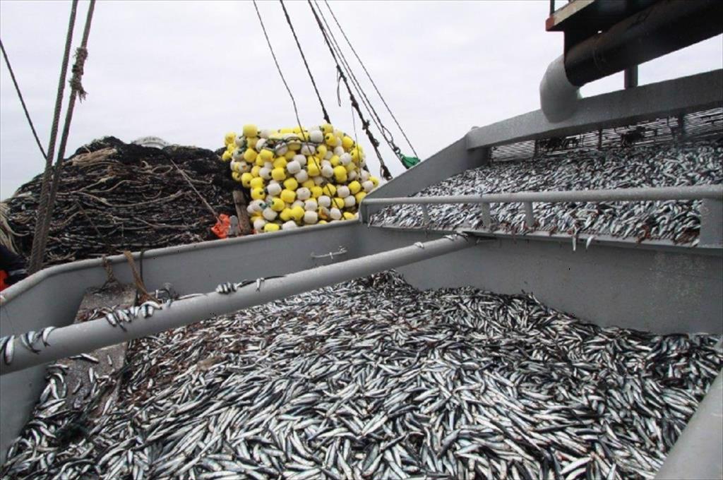 Peru Xuất khẩu thủy sản giảm mạnh 