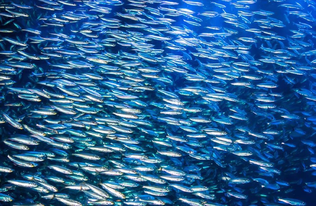 Sản lượng cá cơm Peru tăng giúp ổn định giá bột cá ở Trung Quốc