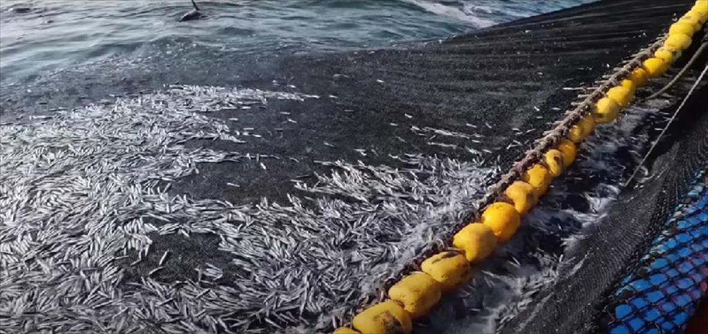 Peru Sản lượng khai thác hải sản giảm mạnh