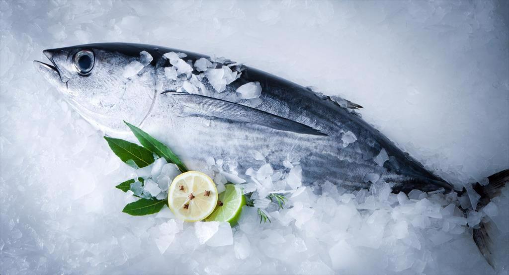 Infographic Xuất khẩu cá ngừ Việt Nam 5 tháng đầu năm 2024