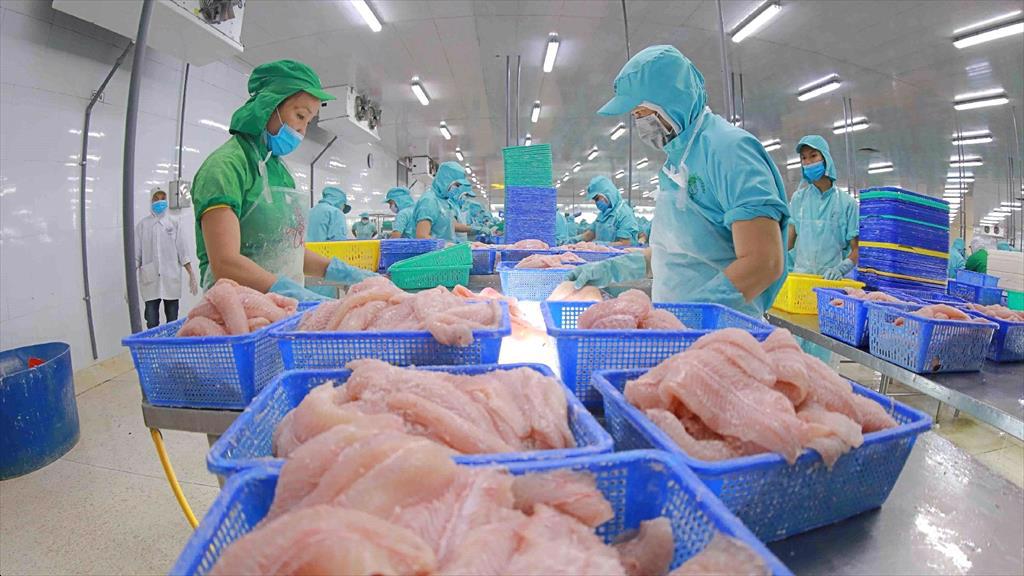 Thủy sản Vĩnh Hoàn (VHC) Doanh thu tại Trung Quốc, châu Âu tăng mạnh